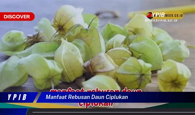 manfaat rebusan daun ciplukan