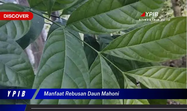 Ketahui 10 Manfaat Rebusan Daun Mahoni untuk Kesehatan Anda