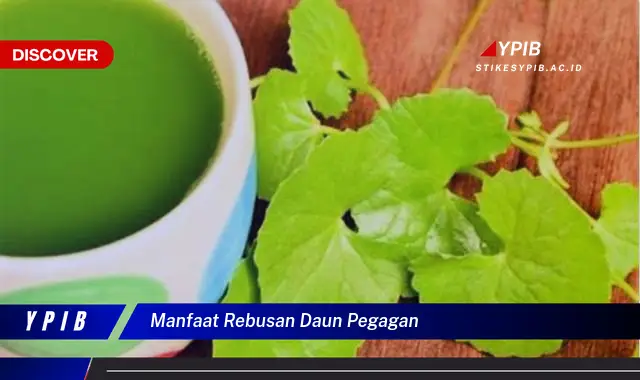 Ketahui 9 Manfaat Rebusan Daun Pegagan untuk Kesehatan Tubuh dan Kecantikan Kulit