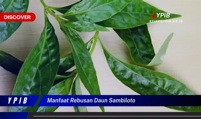 manfaat rebusan daun sambiloto