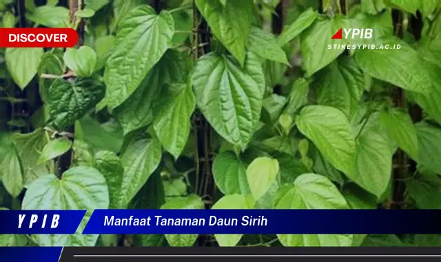 Ketahui 9 Manfaat Tanaman Daun Sirih untuk Kesehatan Tubuh Anda