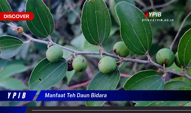 Ketahui 8 Manfaat Teh Daun Bidara untuk Kesehatan Tubuh Anda