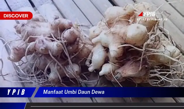 Ketahui 8 Manfaat Umbi Daun Dewa untuk Kesehatan dan Kecantikan Anda