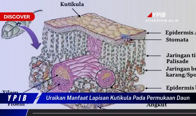 uraikan manfaat lapisan kutikula pada permukaan daun