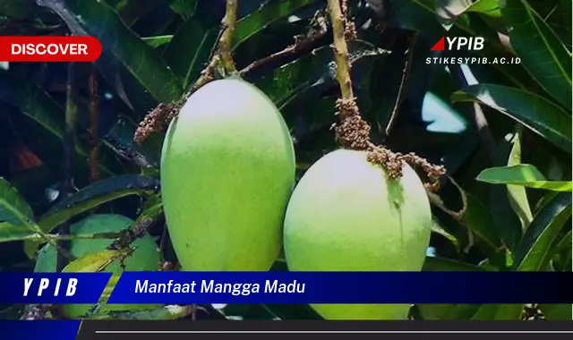 manfaat mangga madu