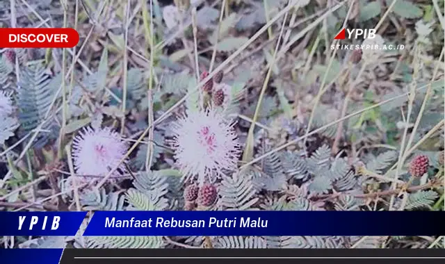 manfaat rebusan putri malu