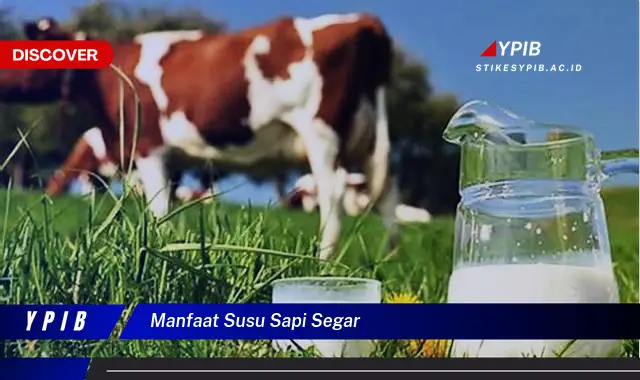 manfaat susu sapi segar