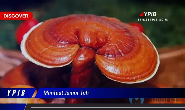 manfaat jamur teh