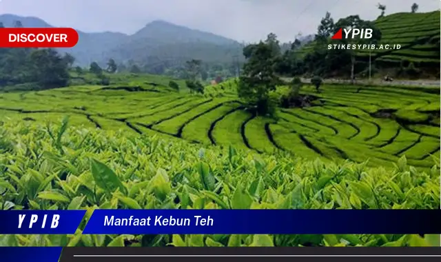 manfaat kebun teh