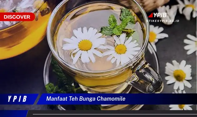 manfaat teh bunga chamomile