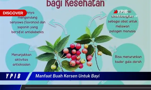 manfaat buah kersen untuk bayi