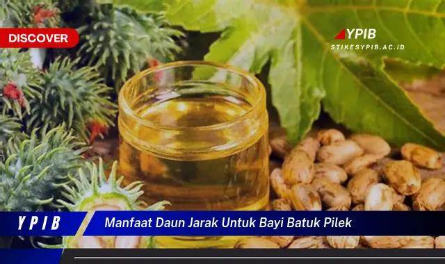 manfaat daun jarak untuk bayi batuk pilek