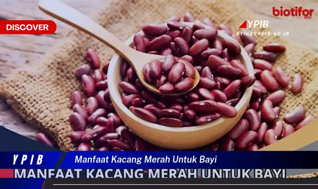 manfaat kacang merah untuk bayi