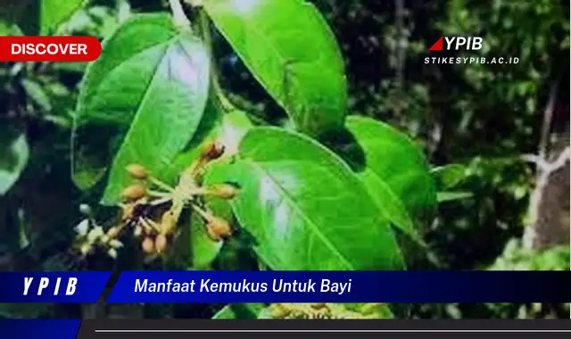 manfaat kemukus untuk bayi