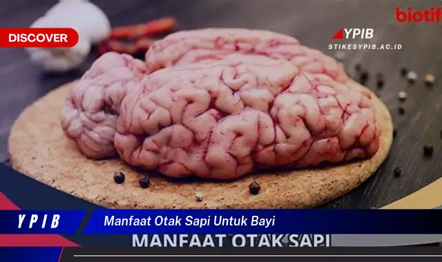 manfaat otak sapi untuk bayi