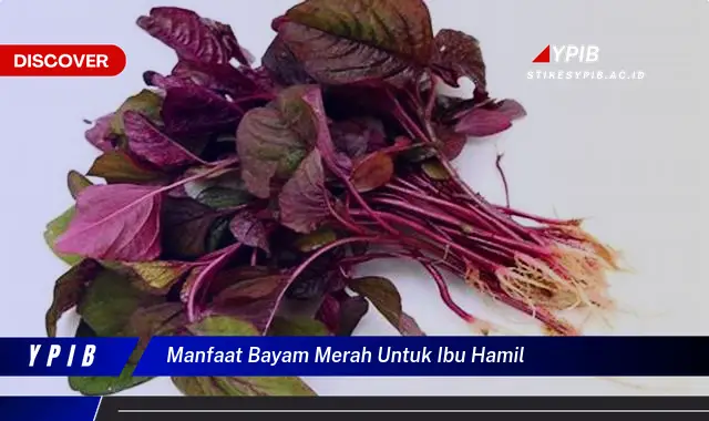 manfaat bayam merah untuk ibu hamil