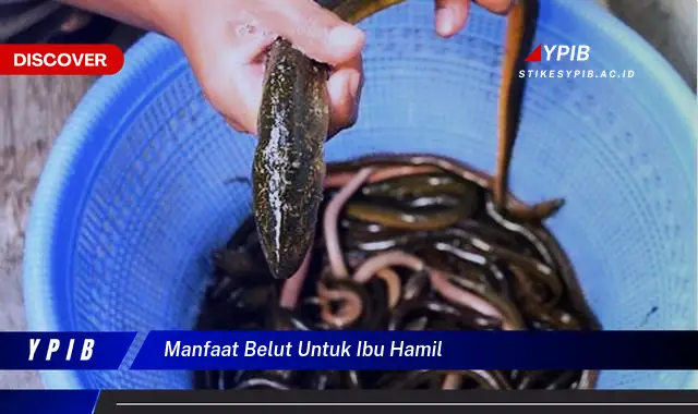 manfaat belut untuk ibu hamil