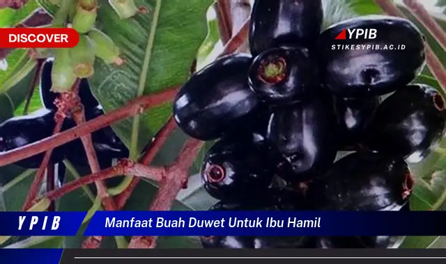 manfaat buah duwet untuk ibu hamil