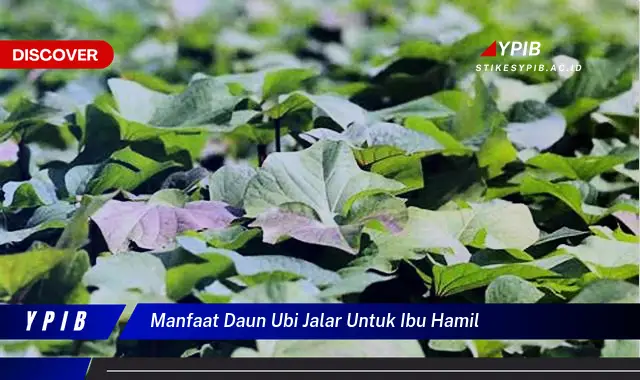 manfaat daun ubi jalar untuk ibu hamil