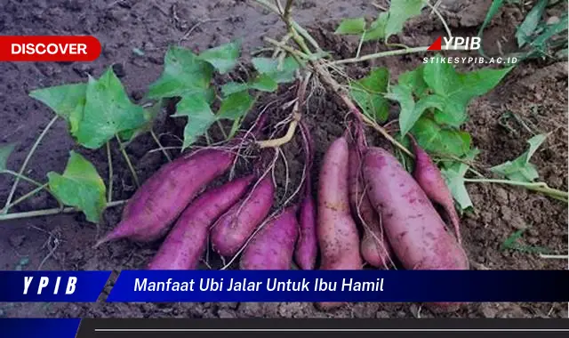 manfaat ubi jalar untuk ibu hamil