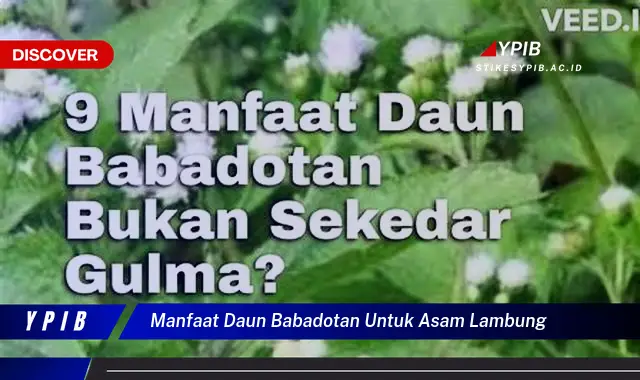 manfaat daun babadotan untuk asam lambung