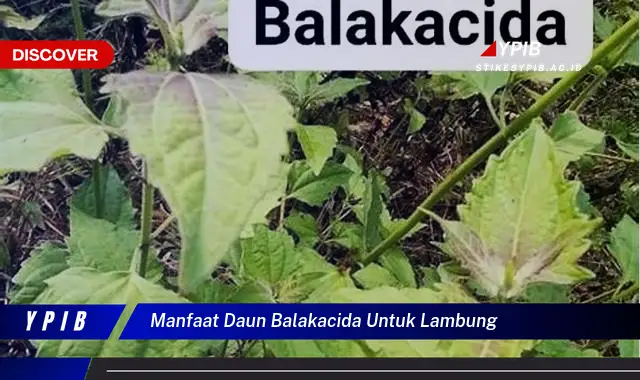 manfaat daun balakacida untuk lambung