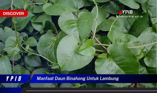 manfaat daun binahong untuk lambung manfaat daun binahong untuk lambung