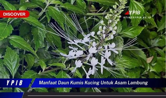 manfaat daun kumis kucing untuk asam lambung