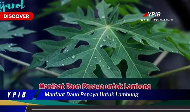 manfaat daun pepaya untuk lambung