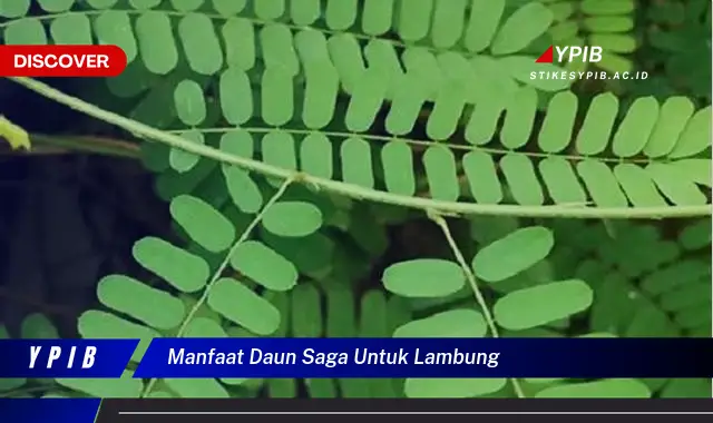 manfaat daun saga untuk lambung