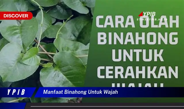 manfaat binahong untuk wajah