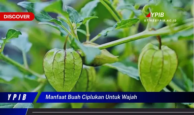 manfaat buah ciplukan untuk wajah