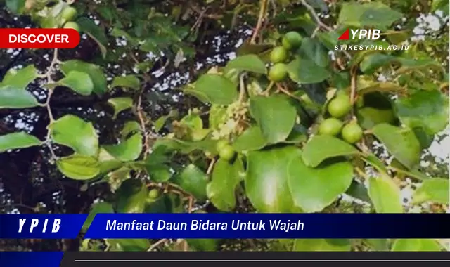 manfaat daun bidara untuk wajah