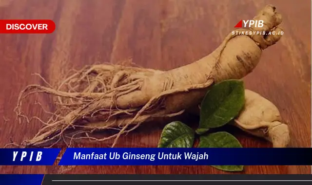 manfaat ub ginseng untuk wajah